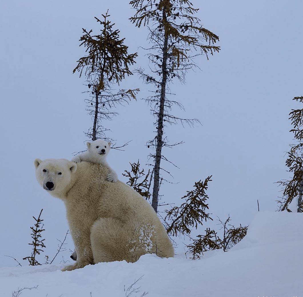 原创结束冬眠的北极熊幼崽,对着镜头"挥爪":嗨,第一个春天!
