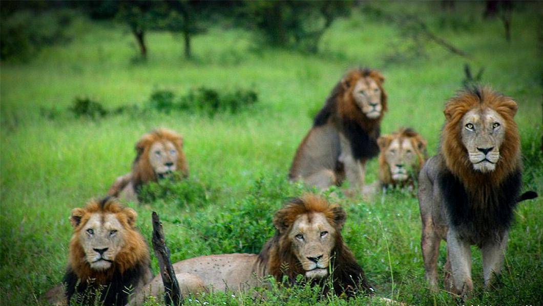 普通的狮群一般只有一两只雄狮,而坏男孩联盟却有6头强壮的成年雄狮
