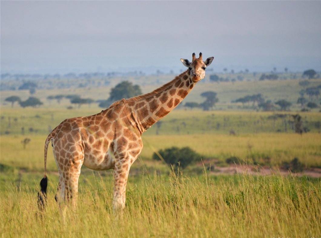 长颈鹿是进化论的灵感来源,如今腿骨可雕成象牙,尾巴做苍蝇拍