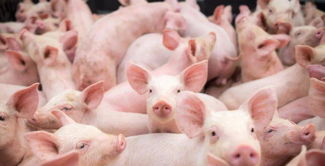 6.2-明天猪价:生猪养殖出现亏损,未来2-3日,最新猪价!