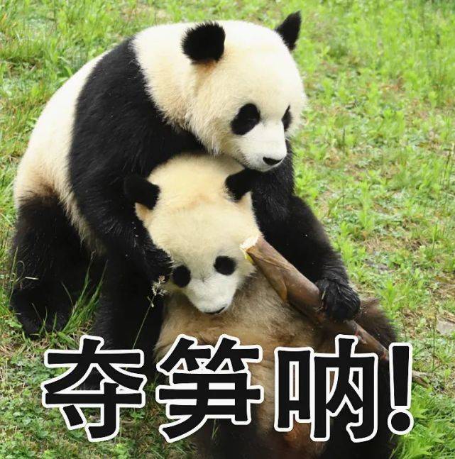 超萌!儿童节专属熊猫表情包,速来拿图