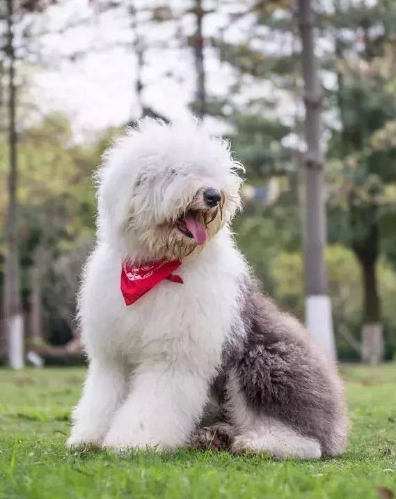 世界犬种英国古代牧羊犬