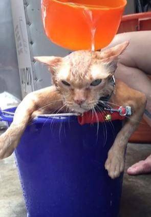 猫咪一大早被抓起来,竟然是去洗澡,这表情已经明显非常不爽了