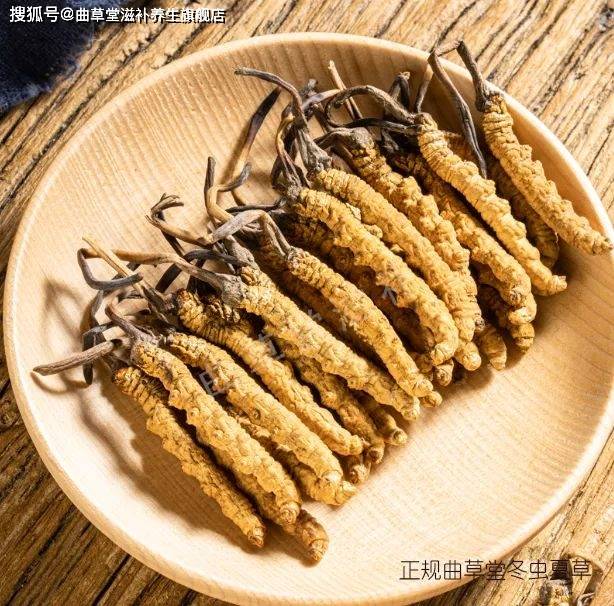 冬虫夏草与虫草是一种东西吗