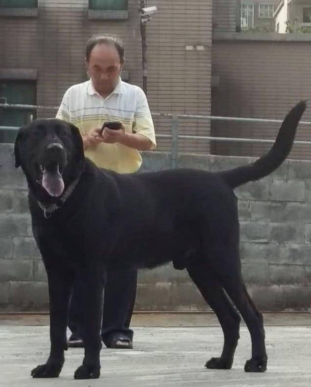 原创中国巨型猛犬的代表,并非藏獒,而是隐秘在东北大山中的神秘猛犬