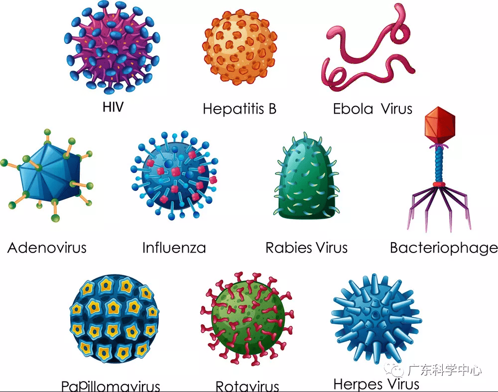 图2,常见的几种致病病毒 病毒介乎于生命与非生命之间.