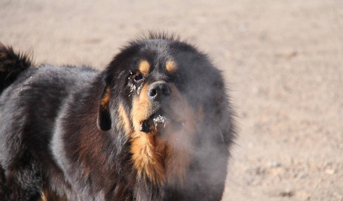 原创它在蒙古人心中是唯一可以以人名命名的狗狗如今却几乎灭绝