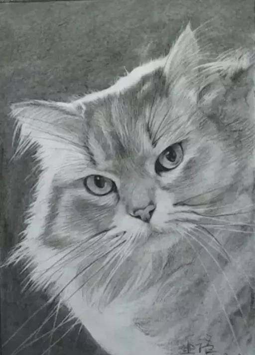 听说你想学画猫咪,素描猫咪毛发如何刻画?学会就可以画自家猫了