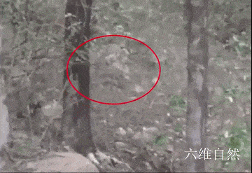 原创印度一头老虎捕杀花豹,爬上3米高树将花豹拖下捕杀,却不吞食花豹
