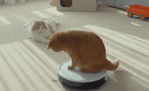 地方,还是它2299能够做到6350戴森做不到的事情,作为一位普通猫奴而言