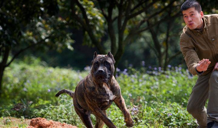 原创伤人最多的犬加纳利犬