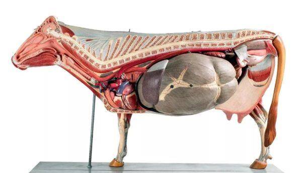 从牛的解剖模型可以看出牛的肠胃占据了腹腔中的绝大部分空间,体积