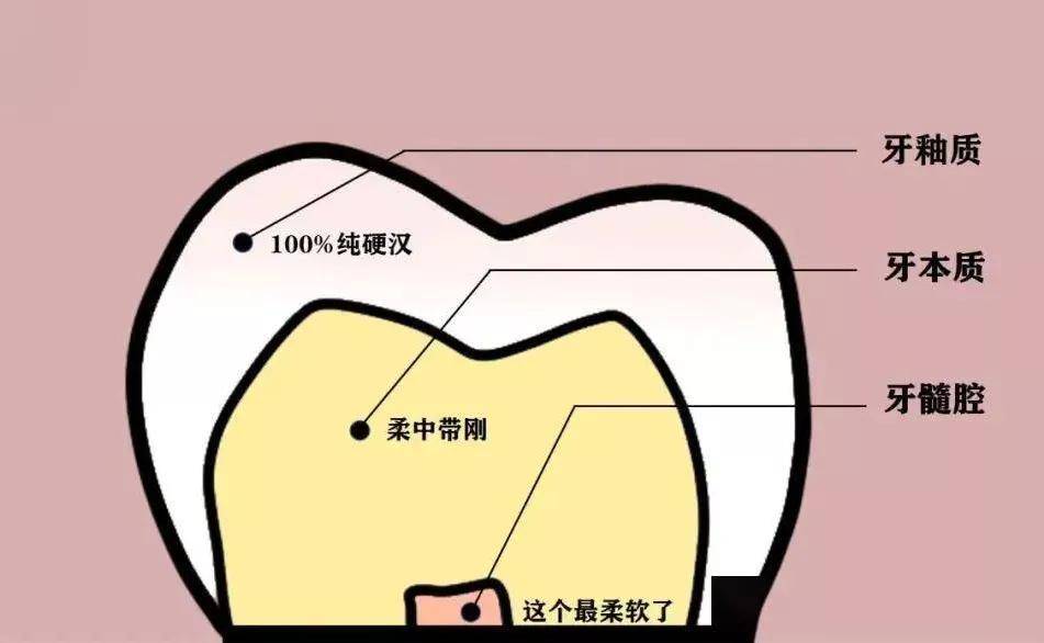 牙齿分为三层: 牙釉质,牙本质和牙髓.