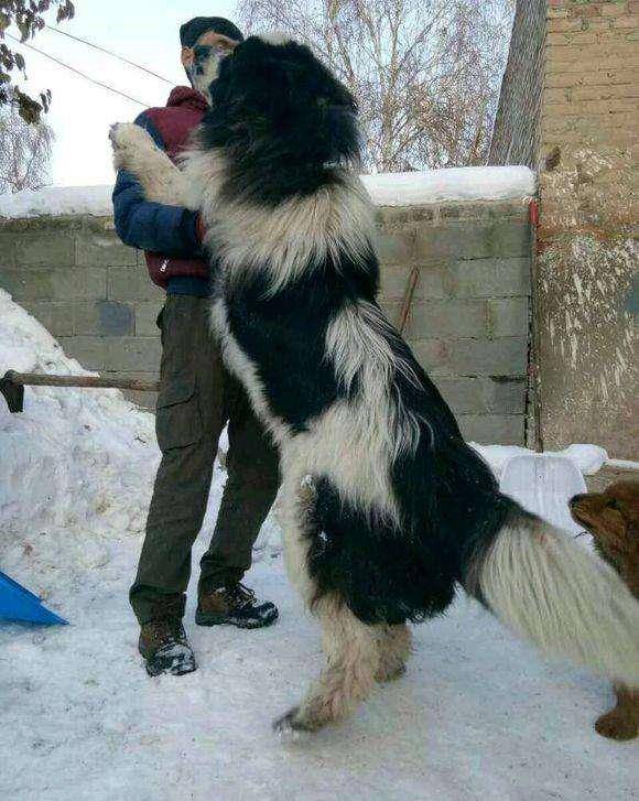 俗名别名:哈萨克牧羊犬 中亚犬 原 产 地:中亚哈萨克斯坦 ,中国新疆