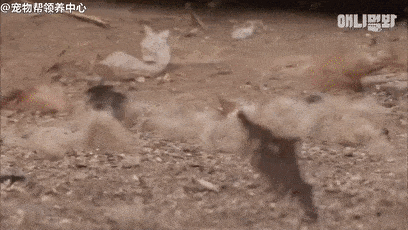 憨狗被恶霸公鸡追着打,堪比动作大片!最后因一事泯恩仇