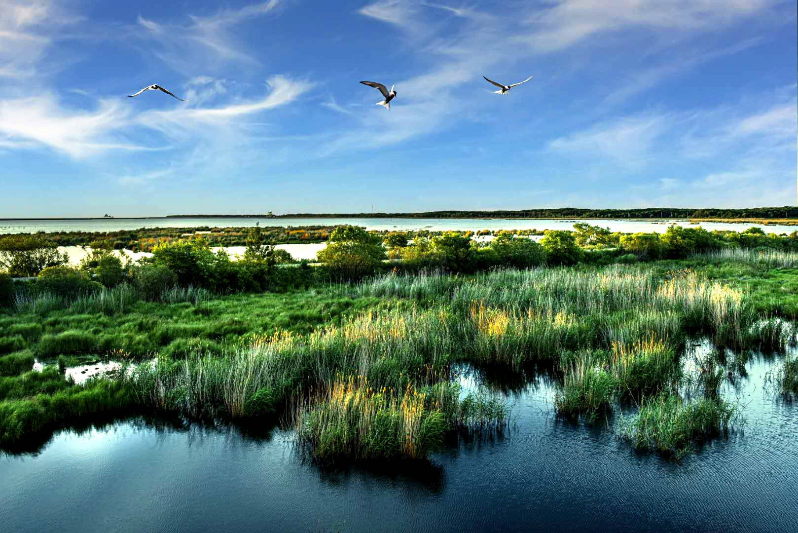 兴凯湖湿地(图片由黑龙江省林草局提供)