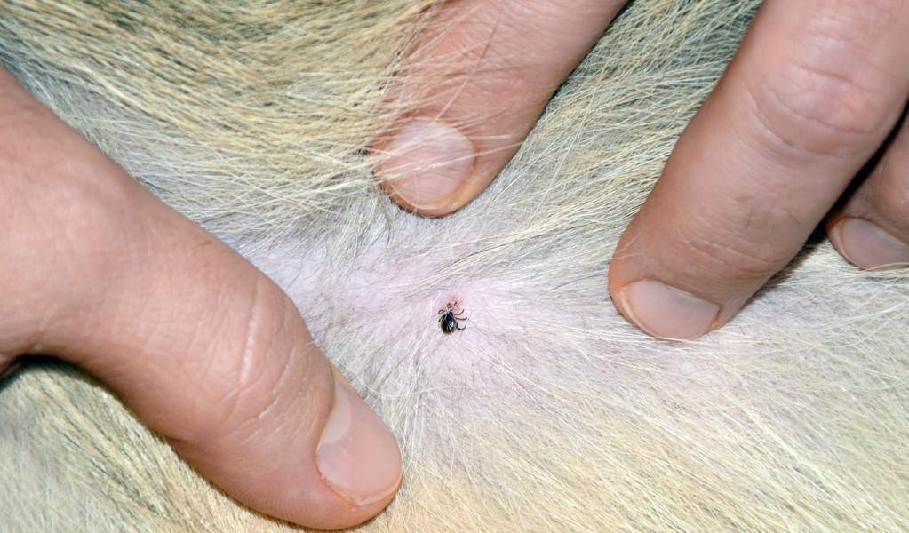 指寄生在狗狗的体外的寄生虫,寄生虫界代表跳蚤,虱子,蜱,螨虫.