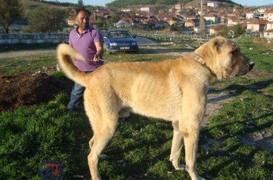 世界公认的巨型犬种,坎高犬到底拥有怎样的魅力?