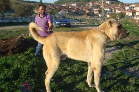 原创世界公认的巨型犬种坎高犬到底拥有怎样的魅力