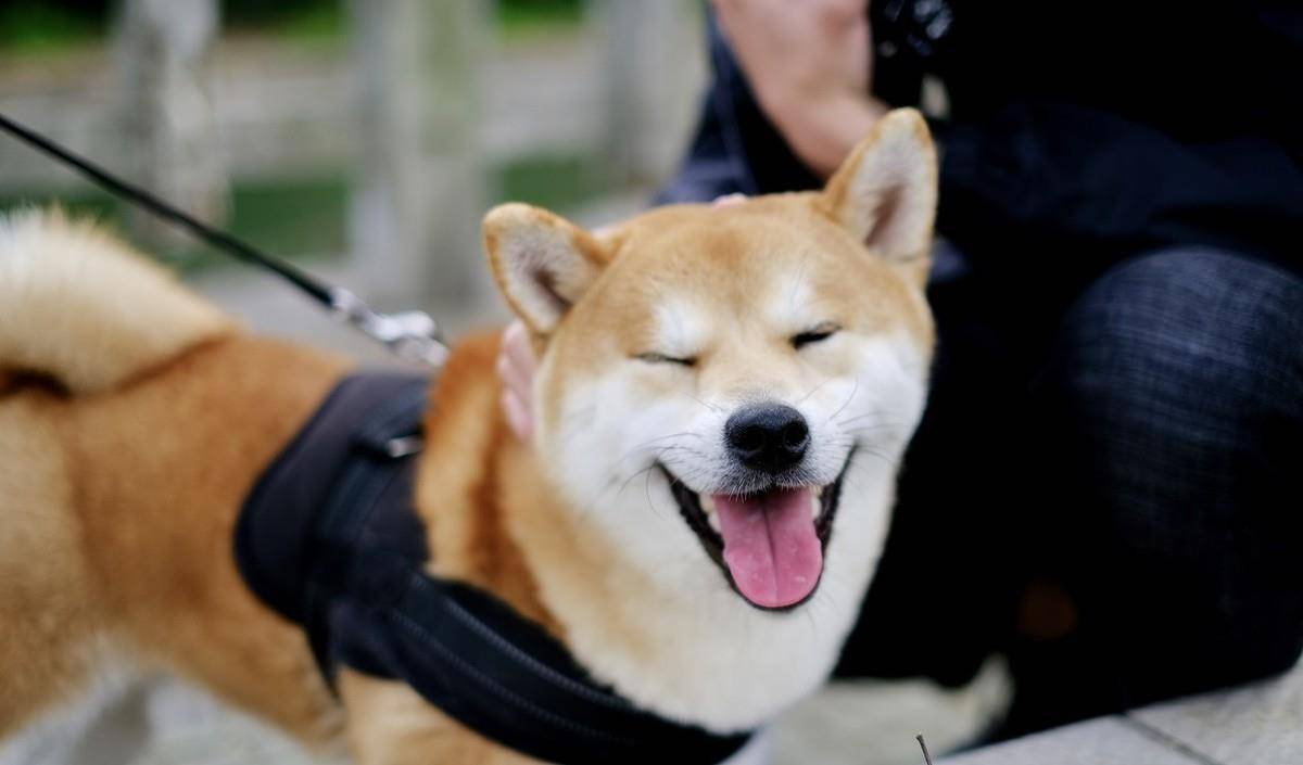 原创区分柴犬与秋田犬主要看这4点,你都知道吗?