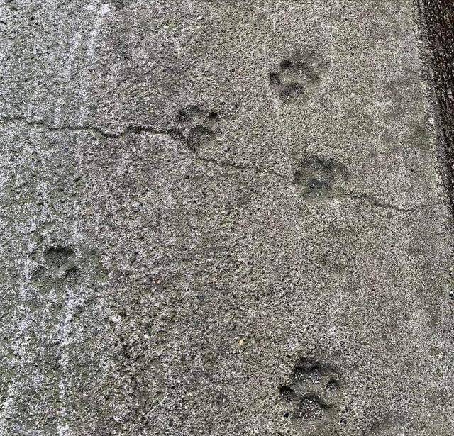 吐司上的猫爪印,引起猫奴们的激烈探讨,意外牵扯出猫的秘密