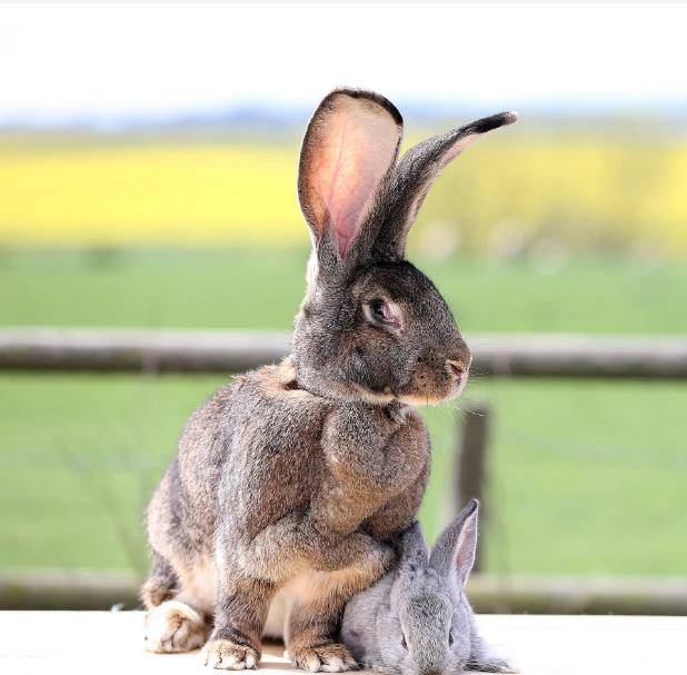 兔子的尾巴长不了?英国巨型兔尾巴17厘米长,刷新吉尼斯