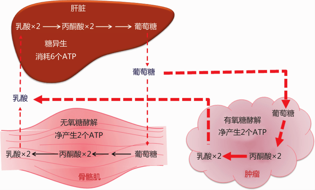 肿瘤糖酵解和肝脏糖异生