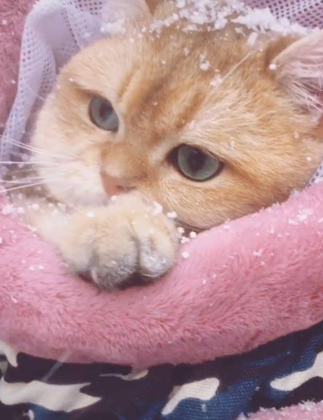 猫咪第一次看雪,它冻得直打哆嗦,猫:真的好冷啊