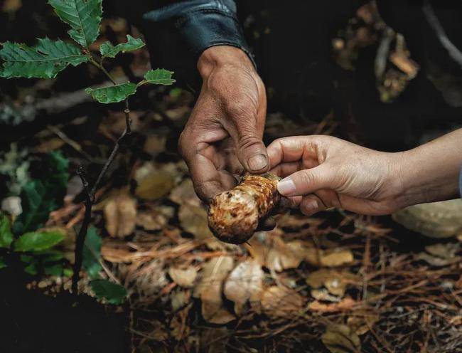 腾冲山珍季丨吃菌千万条安全第一条