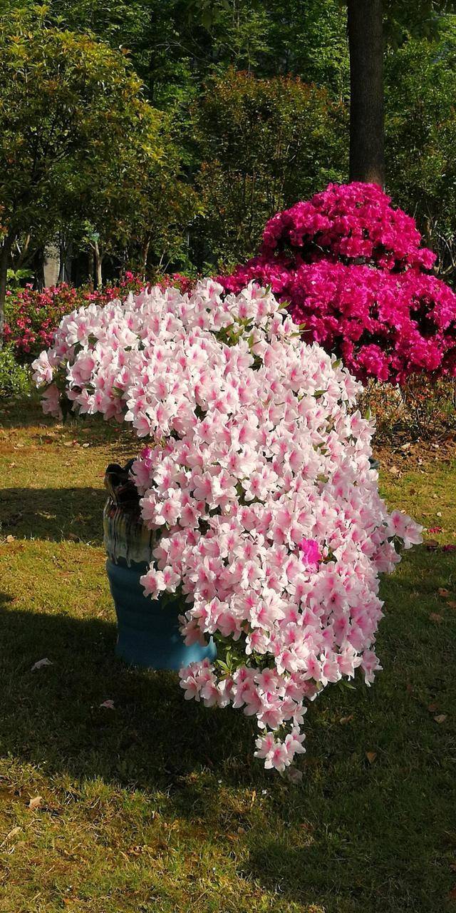 养护杜鹃花要注意,徒长枝及时修剪掉,冬天之前就能开花