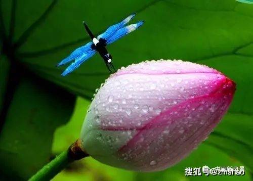 好美的荷花蜻蜓