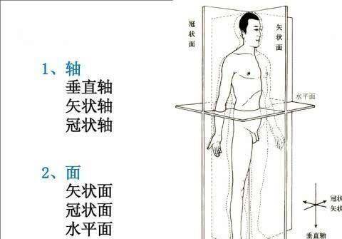 原创为什么我们的器官在身体的特定部位,而不随意乱长呢?