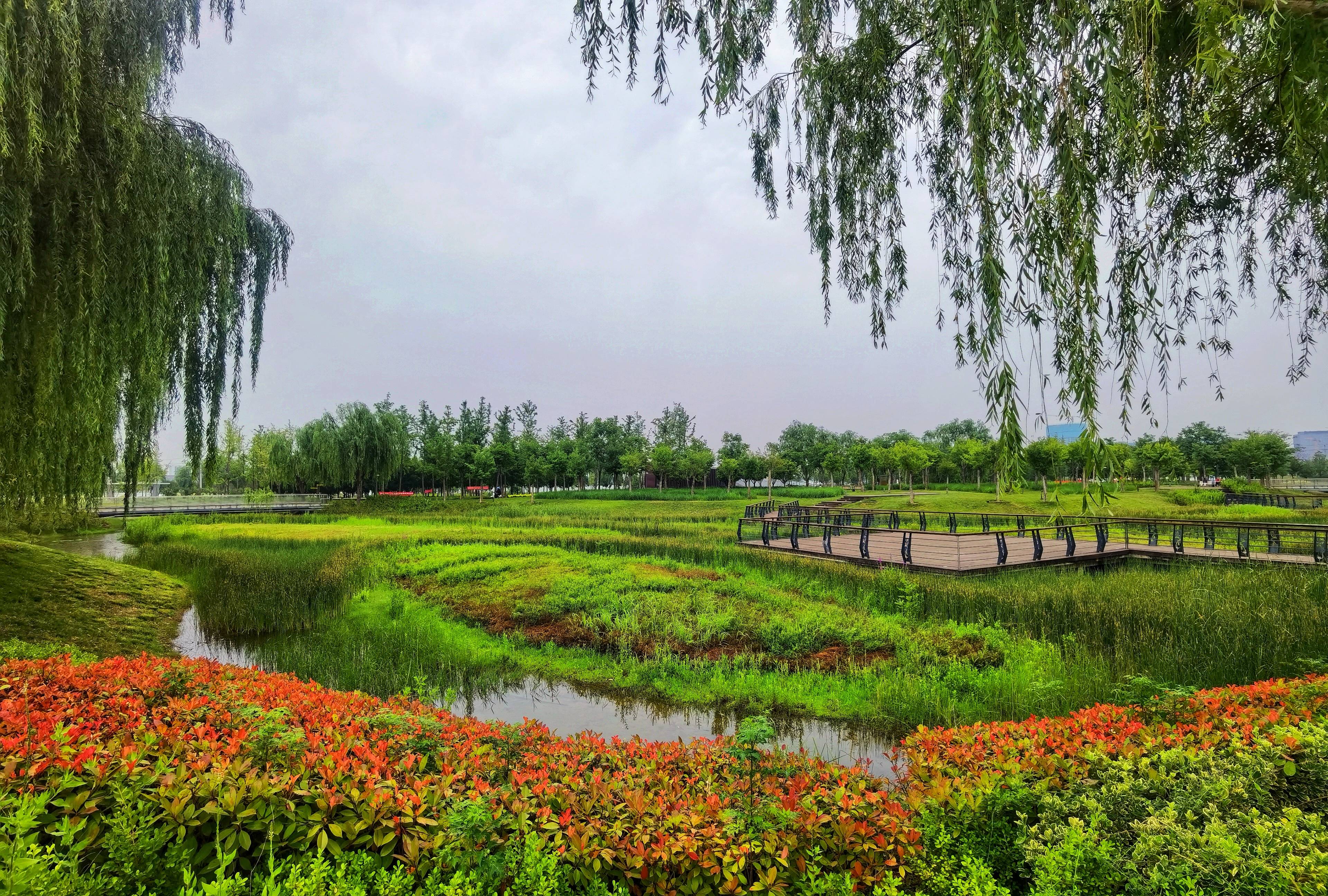 河南郑州龙湖湿地公园的雨后景观,真是绿色养眼