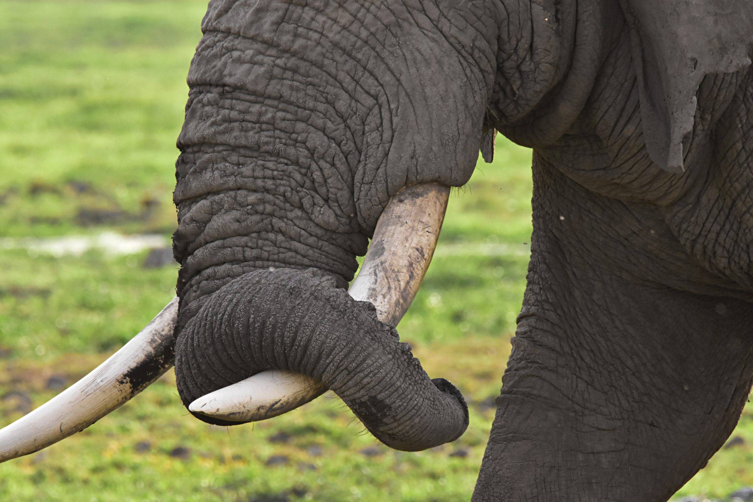 原创大象鼻子上有40000块肌肉,难怪能用鼻子打开水龙头