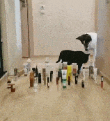 养猫与养狗有啥区别?养狗的我要笑尿了!养猫的不好惹