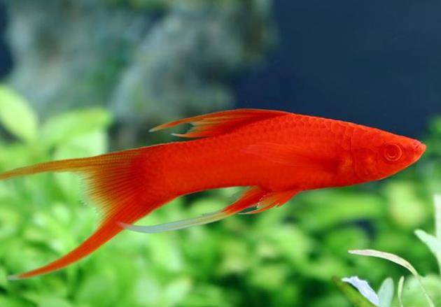 红箭鱼的红色是热带鱼中的亮点,只有这么养,才能鲜红