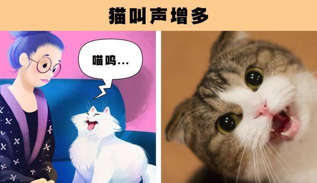 2,猫叫声增多猫咪有一点非常特别,那就是特别讲究个人卫生,以至于它们
