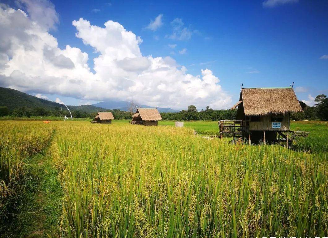 原创泰国网红景点稻草编成8米高金刚惬意田园生活