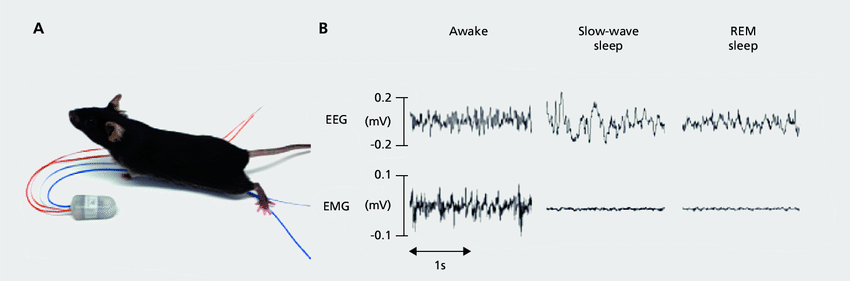 【脑科学】基于eeg的小动物睡眠研究_epoch