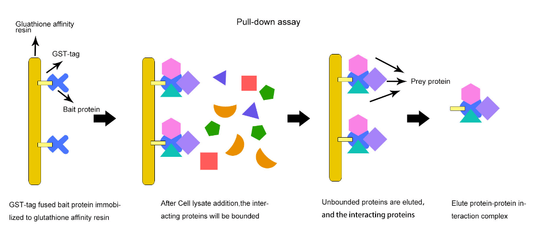 一文掌握pull down实验:rna pull down,dna pull down,protein pull