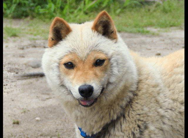 柴犬的这个造型可是真的很别致了,都不好形容它了,孙猴子再转世变成