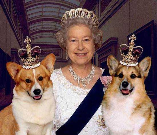 这些狗,被称为"狗界贵族,有你家的吗?