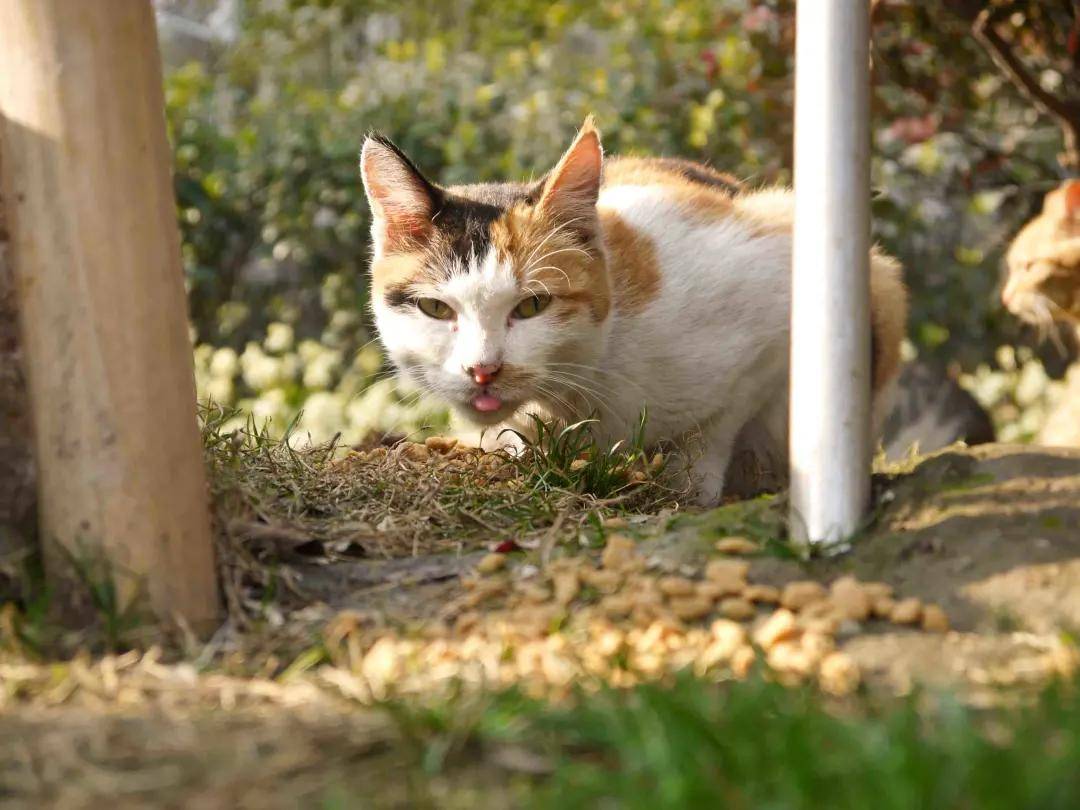 逛逛公园吸吸猫,没想到…流浪猫在这儿居然这么爽!