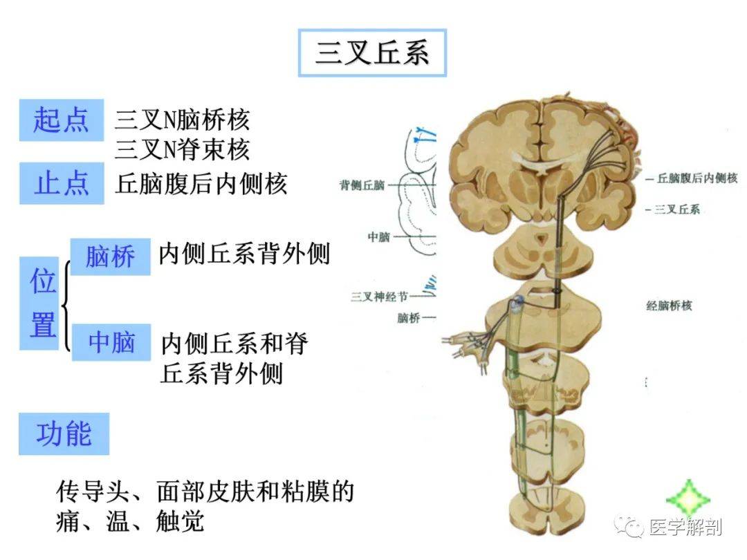 脑干内部超详细结构,不要错过!