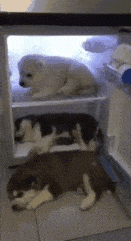 刚满月的小二哈牵着马出去玩,小狗子们除了可爱还有什么?