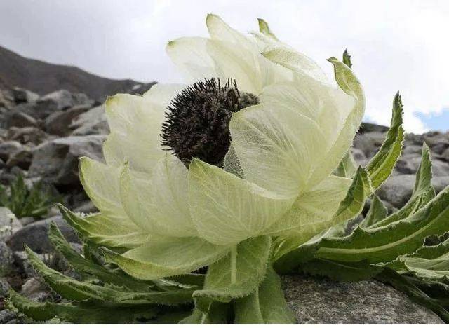 冰山雪莲花丨植物中的野生"大熊猫"!