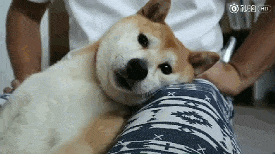 更绝的是,当狗子剪完指甲,整只柴犬都跟失了魂一样