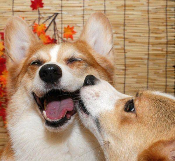 20只狗狗温暖的笑脸 让你相信世界的美好