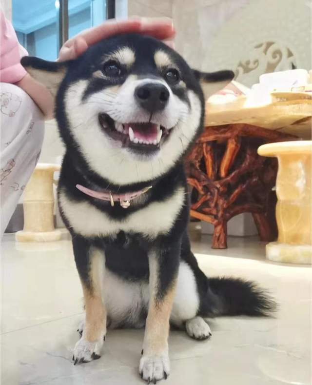 柴犬一定要有豆豆眉吗没有就不纯种