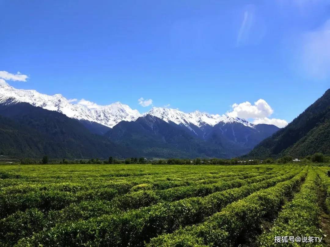 易贡茶场地理环境优越,红色文化底蕴深厚,茶场至今仍保存有西藏历史上